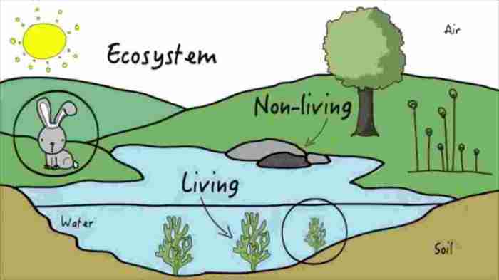 Freshwater easy simple ecosystem drawing