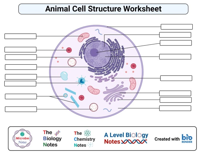 Animal cell coloring worksheet key