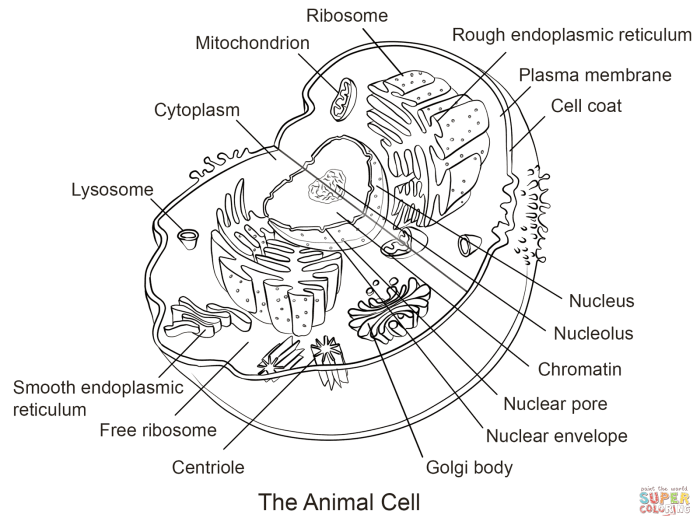 Biologycorner.com animal cell coloring