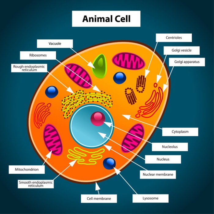 Animal cell coloring printable