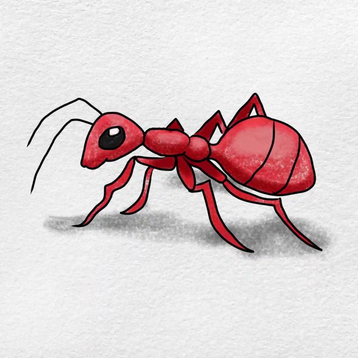 Bullet ant easy drawing