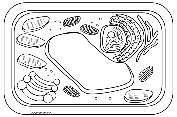 Animal & plant cell coloring worksheet