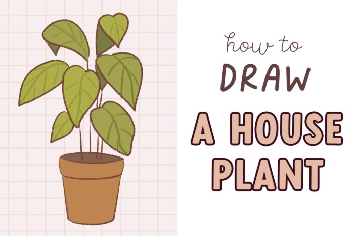 Galleta plant drawing easy