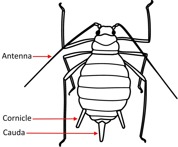 Easy drawing of an aphid