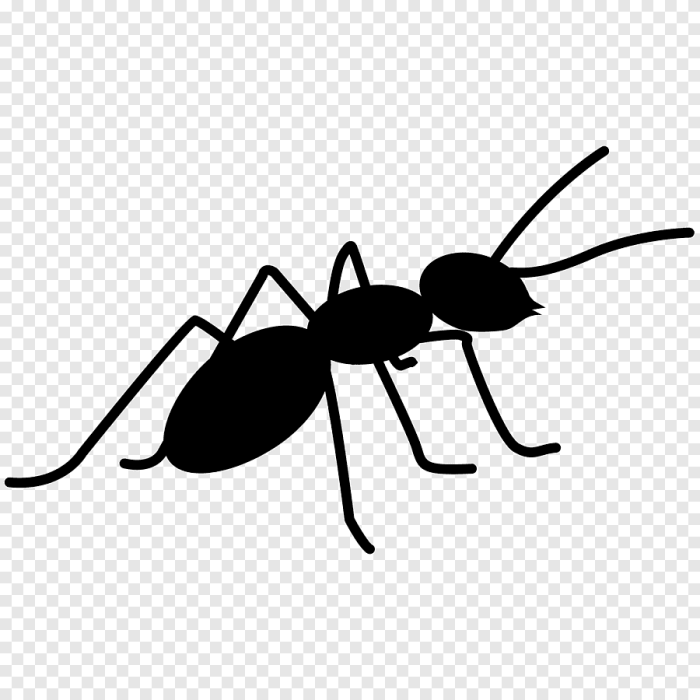 Bullet ant easy drawing