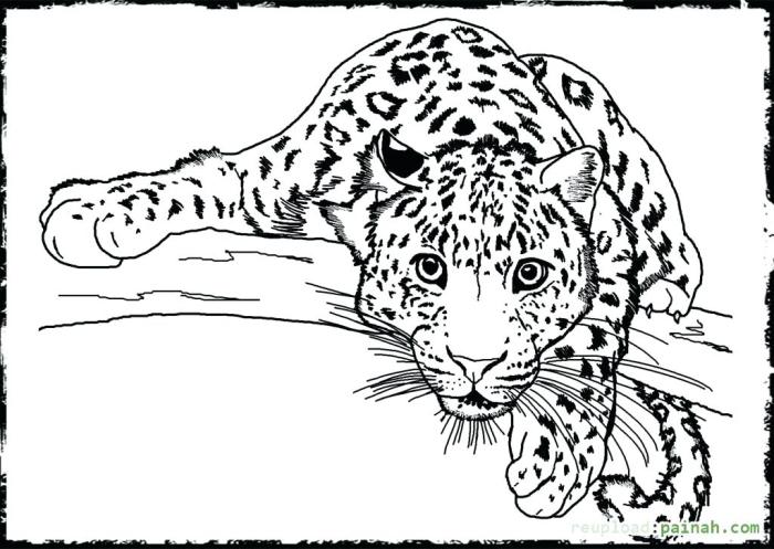 Realistic animal coloring pages